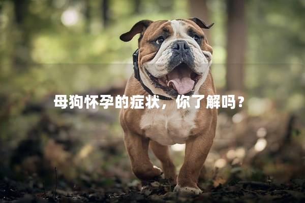母狗怀孕的症状,你了解吗? 母狗怀孕的症状,你了解吗?