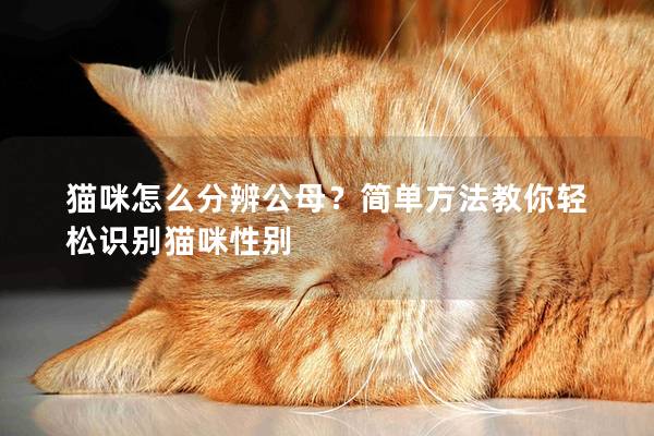 猫咪怎么分辨公母？简单方法教你轻松识别猫咪性别