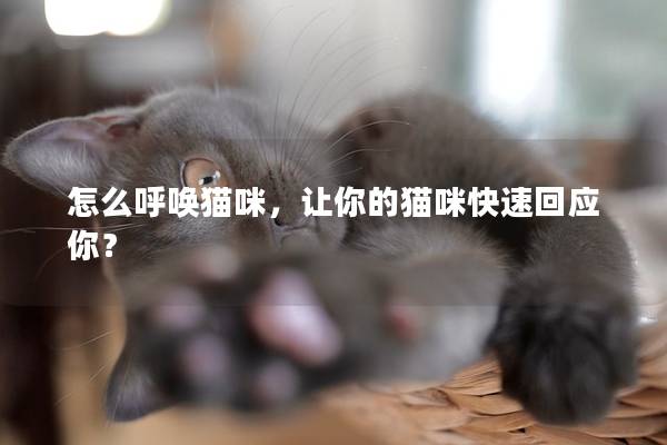 怎么呼唤猫咪，让你的猫咪快速回应你？