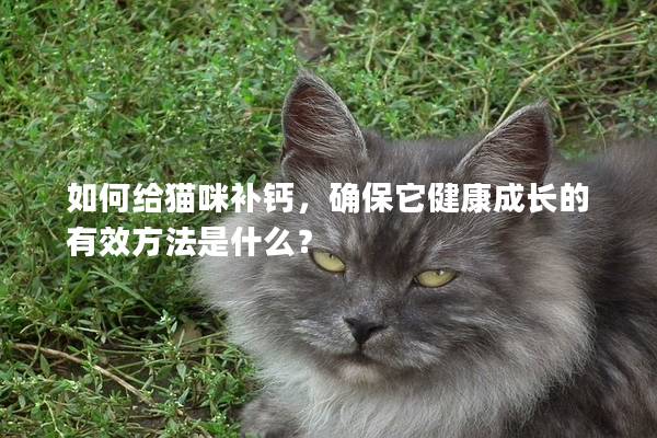 如何给猫咪补钙，确保它健康成长的有效方法是什么？