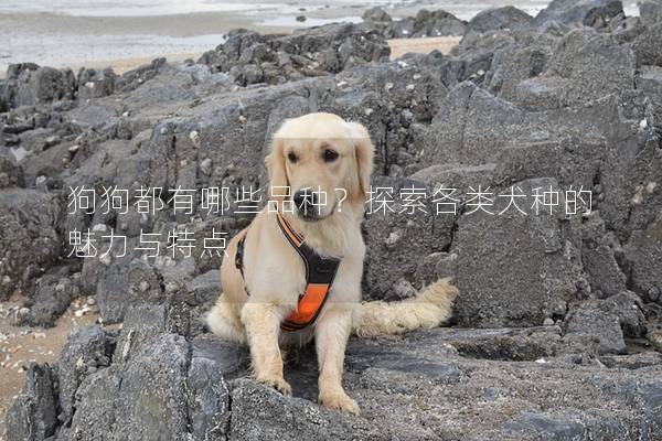 狗狗都有哪些品种?探索各类犬种的魅力与特点 狗狗都有哪些品种?探索各类犬种的魅力与特点
