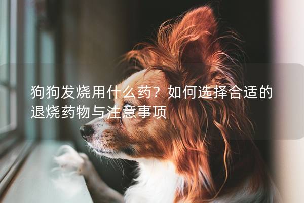 狗狗发烧用什么药?如何选择合适的退烧药物与注意事项 狗狗发烧用什么药?如何选择合适的退烧药物与注意事项