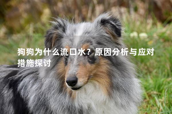 狗狗为什么流口水？原因分析与应对措施探讨