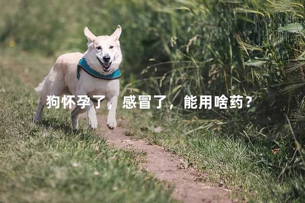 狗怀孕了,感冒了,能用啥药? 狗怀孕了,感冒了,能用啥药?