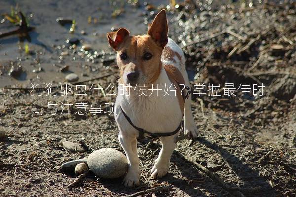 狗狗驱虫什么时候开始？掌握最佳时间与注意事项