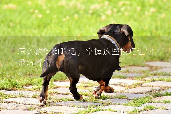 怎么教狗狗听话，掌握这些技巧让它乖巧听话