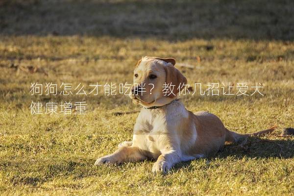 狗狗怎么才能吃胖？教你几招让爱犬健康增重