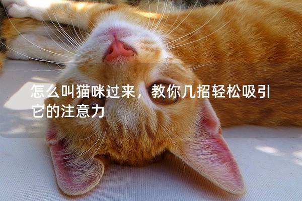 怎么叫猫咪过来，教你几招轻松吸引它的注意力
