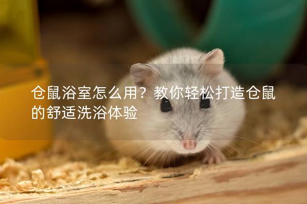 仓鼠浴室怎么用？教你轻松打造仓鼠的舒适洗浴体验