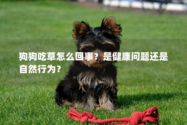 狗狗吃草怎么回事？是健康问题还是自然行为？