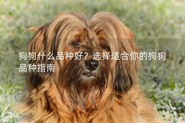 狗狗什么品种好?选择适合你的狗狗品种指南 狗狗什么品种好?选择适合你的狗狗品种指南