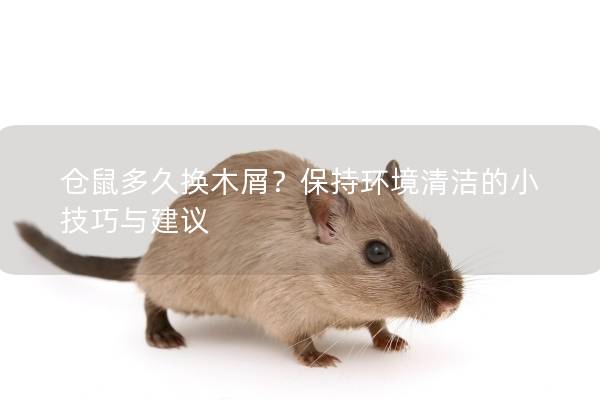 仓鼠多久换木屑？保持环境清洁的小技巧与建议