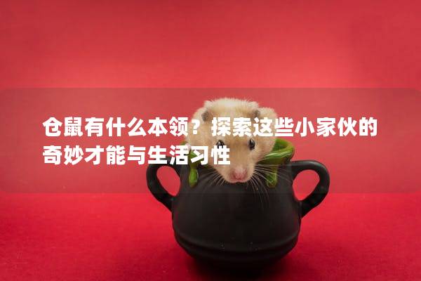 仓鼠有什么本领？探索这些小家伙的奇妙才能与生活习性
