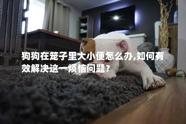 狗狗在笼子里大小便怎么办,如何有效解决这一烦恼问题？