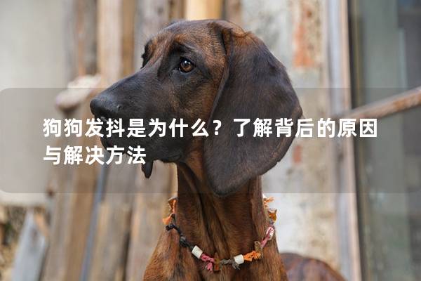 狗狗发抖是为什么？了解背后的原因与解决方法