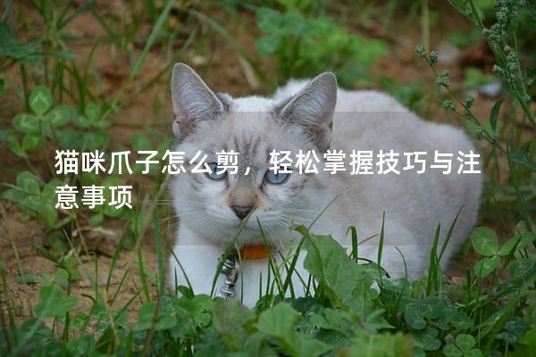 猫咪爪子怎么剪，轻松掌握技巧与注意事项