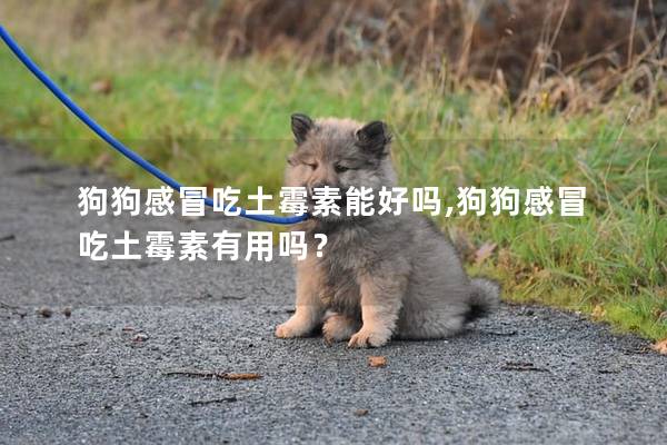 狗狗感冒吃土霉素能好吗,狗狗感冒吃土霉素有用吗？