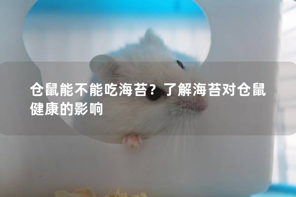 仓鼠能不能吃海苔？了解海苔对仓鼠健康的影响