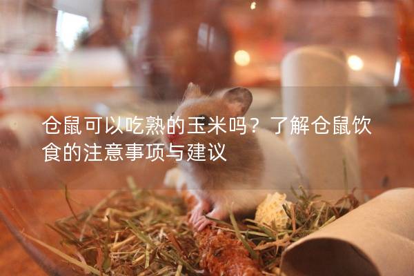 仓鼠可以吃熟的玉米吗？了解仓鼠饮食的注意事项与建议
