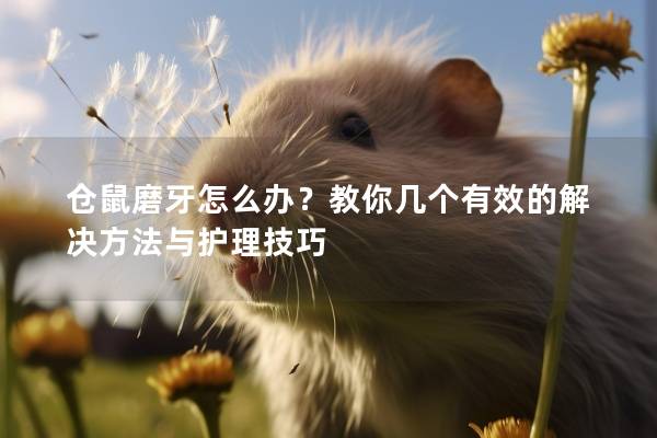 仓鼠磨牙怎么办？教你几个有效的解决方法与护理技巧