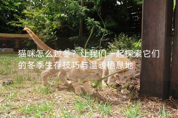 猫咪怎么过冬？让我们一起探索它们的冬季生存技巧与温暖栖息地