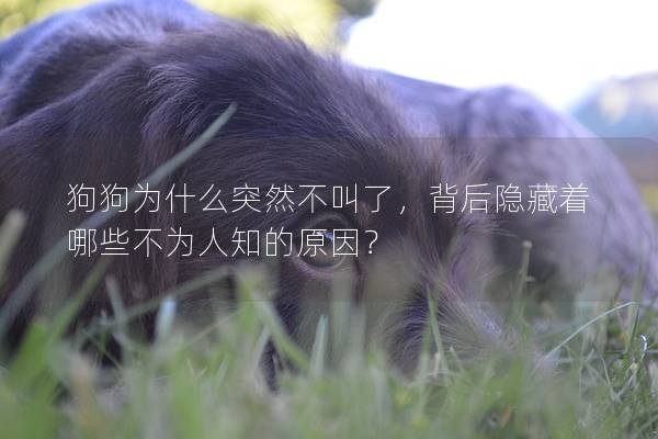 狗狗为什么突然不叫了，背后隐藏着哪些不为人知的原因？