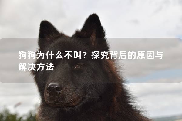 狗狗为什么不叫？探究背后的原因与解决方法