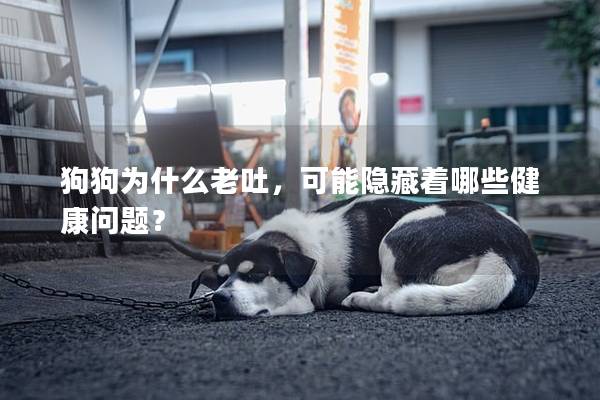 狗狗为什么老吐,可能隐藏着哪些健康问题? 狗狗为什么老吐,可能隐藏着哪些健康问题?