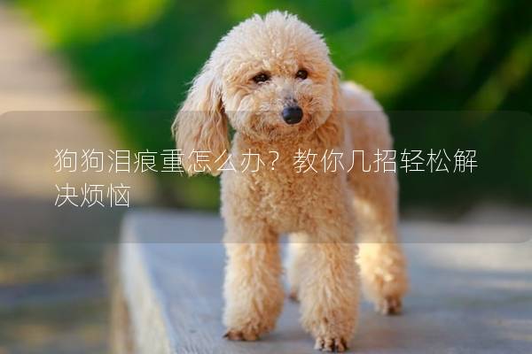 狗狗泪痕重怎么办？教你几招轻松解决烦恼
