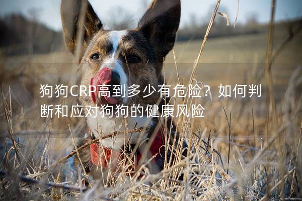 狗狗CRP高到多少有危险？如何判断和应对狗狗的健康风险