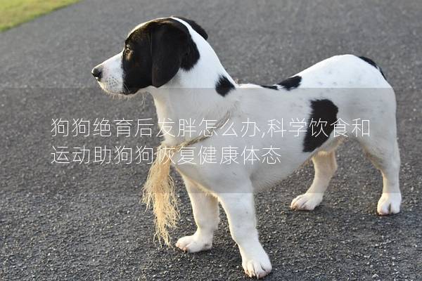 狗狗绝育后发胖怎么办,科学饮食和运动助狗狗恢复健康体态