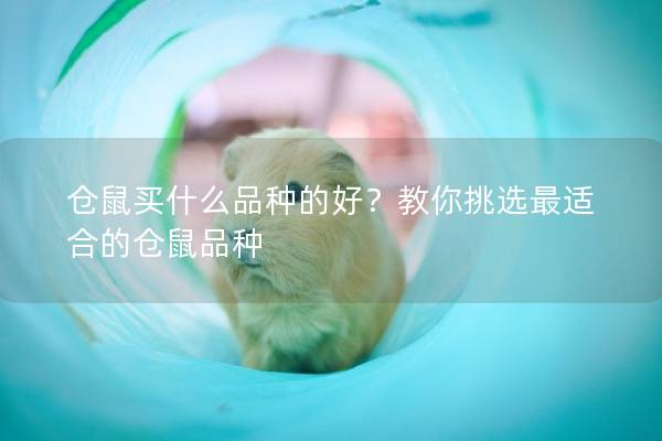 仓鼠买什么品种的好？教你挑选最适合的仓鼠品种