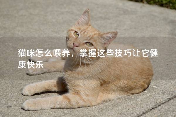 猫咪怎么喂养，掌握这些技巧让它健康快乐
