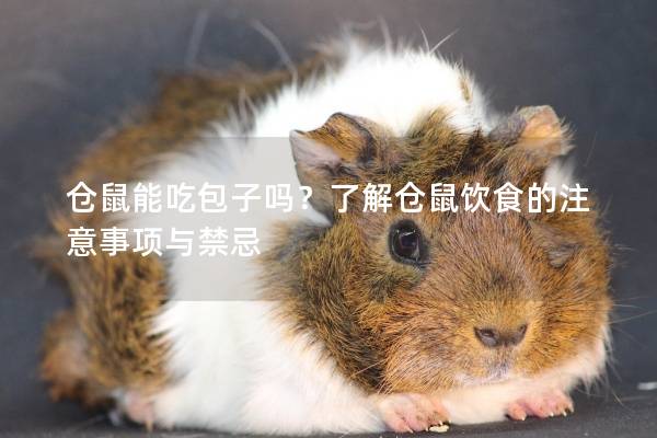 仓鼠能吃包子吗？了解仓鼠饮食的注意事项与禁忌