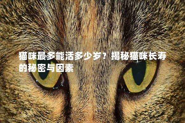 猫咪最多能活多少岁?揭秘猫咪长寿的秘密与因素 猫咪最多能活多少岁?揭秘猫咪长寿的秘密与因素