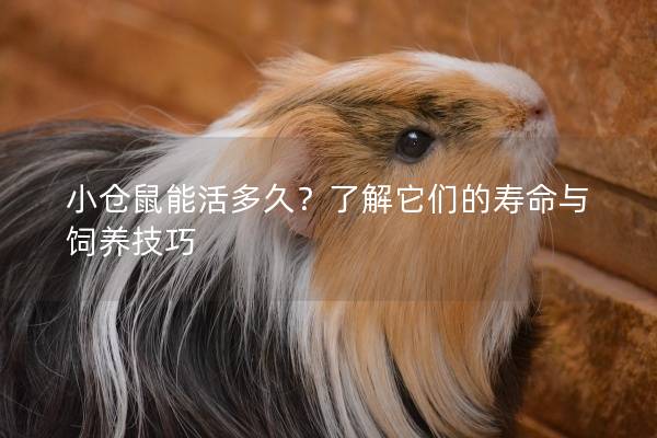 小仓鼠能活多久？了解它们的寿命与饲养技巧