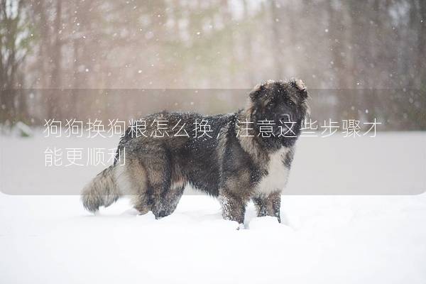 狗狗换狗粮怎么换，注意这些步骤才能更顺利