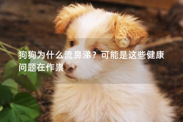 狗狗为什么流鼻涕?可能是这些健康问题在作祟 狗狗为什么流鼻涕?可能是这些健康问题在作祟