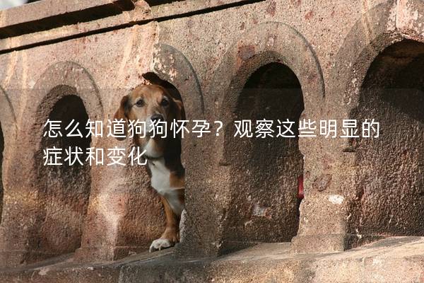 怎么知道狗狗怀孕？观察这些明显的症状和变化