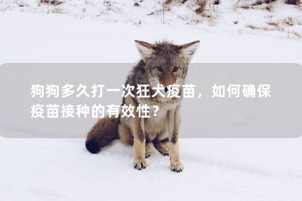 狗狗多久打一次狂犬疫苗，如何确保疫苗接种的有效性？