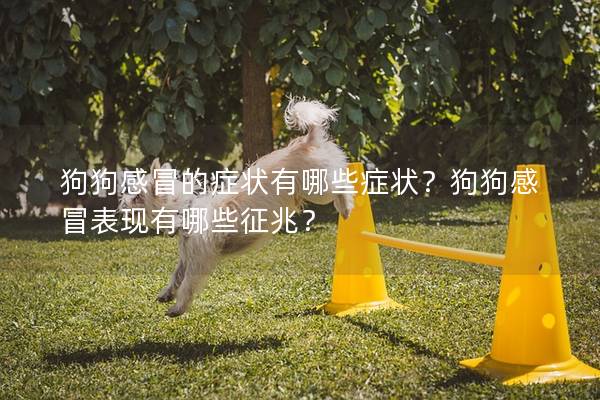 狗狗感冒的症状有哪些症状？狗狗感冒表现有哪些征兆？