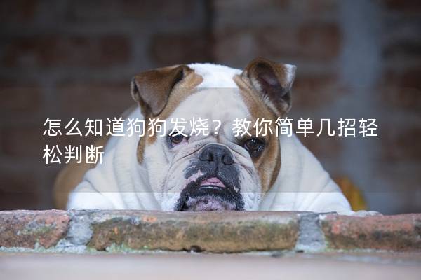 怎么知道狗狗发烧？教你简单几招轻松判断