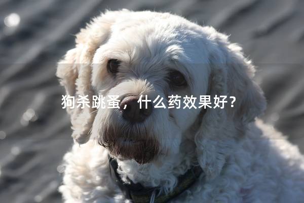 狗杀跳蚤,什么药效果好? 狗杀跳蚤,什么药效果好?