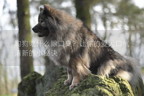 狗狗吃什么除口臭？让你的爱犬口气清新的小秘诀