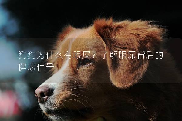 狗狗为什么有眼屎？了解眼屎背后的健康信号