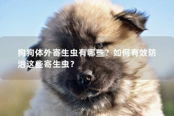 狗狗体外寄生虫有哪些？如何有效防治这些寄生虫？