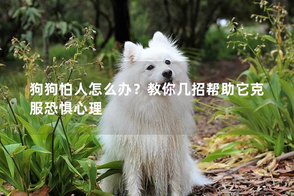 狗狗怕人怎么办？教你几招帮助它克服恐惧心理