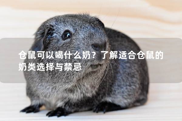 仓鼠可以喝什么奶？了解适合仓鼠的奶类选择与禁忌
