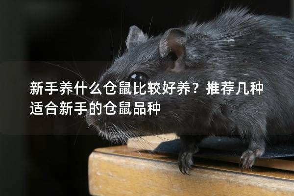 新手养什么仓鼠比较好养？推荐几种适合新手的仓鼠品种