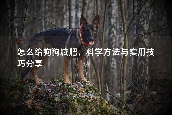 怎么给狗狗减肥，科学方法与实用技巧分享